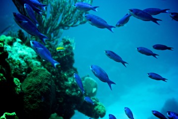 Naklejka na ściany i meble Coral Reef, tropical fish and ocean life in the caribbean sea