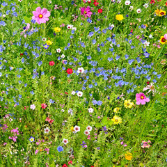 wild flowers on green meadow