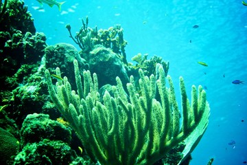 Coral Reef, tropical fish and ocean life in the caribbean sea
