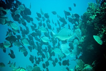 Fototapeta na wymiar Coral Reef, tropical fish and ocean life in the caribbean sea