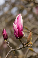 detail of magnolia bud