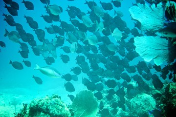 Fototapeta na wymiar Coral Reef, tropical fish and ocean life in the caribbean sea