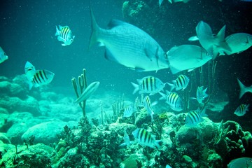 Coral Reef, tropical fish and ocean life in the caribbean sea