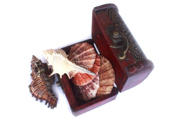 macro image of a sea shell  in the box