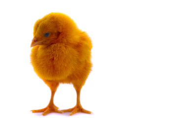 colorful of Cute Chicks