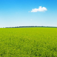 picturesque green field and blue sky