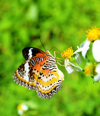 Butterfly on flower