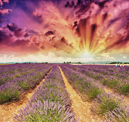 Fototapeta na wymiar Lavender meadows in summer, Provence - France
