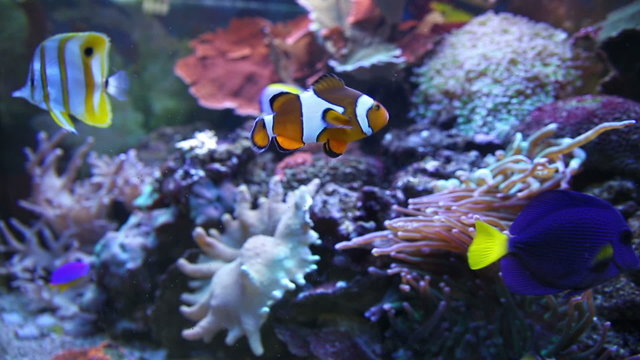 Aquarium Fish