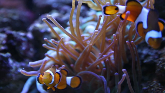 Two Clown Fish