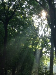 Sonnenstrahl im Wald hinein