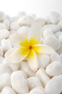 Fototapeta pebbles with frangipani flower