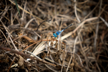 Blue dragonfly in the meadow