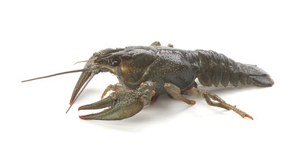 Alive crawfish