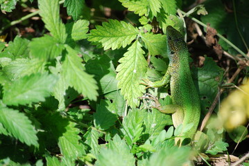 Lizard in Srebarna Nature Reserve