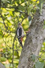 Great Spotted Woodpecker works on a hazelnut