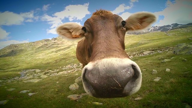 curious cow