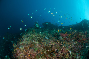 Fototapeta na wymiar Reef fishes swimming above various coral reefs