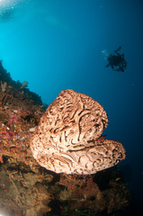 The giant sponge is native to Gorontalo (Salvador dali)