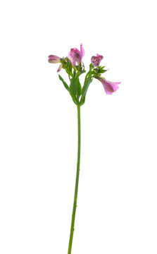 single pink Orchid stem
