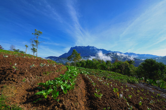 Hounon Ridge Farmstay Bundu Tuhan, Sabah, Malaysia