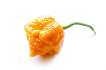 Trinidad Moruga Scorpion Yellow