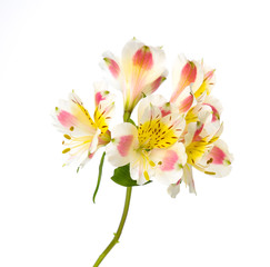 Beautiful orchid branch Closeuup flowers.