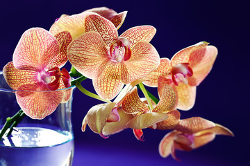 Purple orchid flowers in a glass vase.  Floral background .