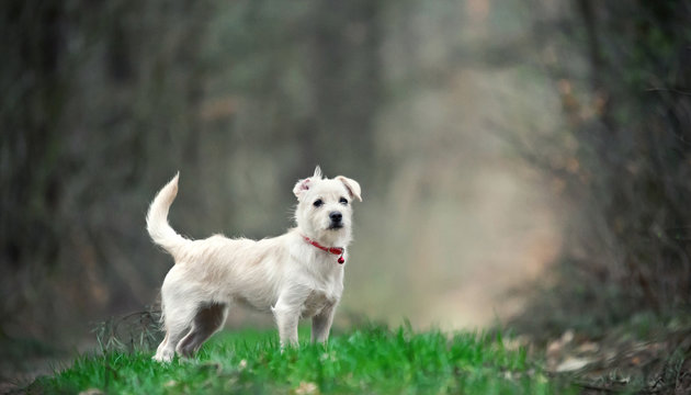 White puppy on a walk in the forest
