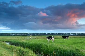 cows on pasture at sunset © Olha Rohulya