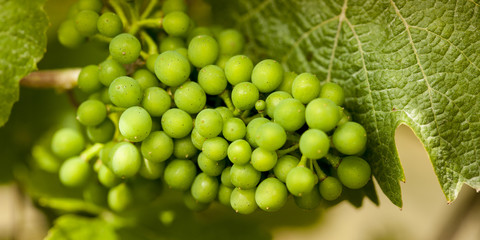 grapes
