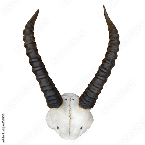 crâne et cornes de gazelle crâne et cornes de gazelle