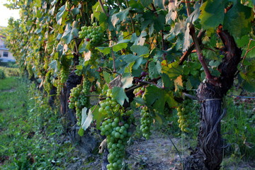grappoli d'uva