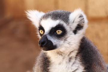Naklejka na ściany i meble Lemurs monkey (Lemur catta)