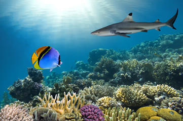 Naklejka premium Underwater image of coral reef with shark