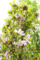 Magnolia blossom, outdoors