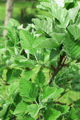 Beautiful spring grass, outdoors