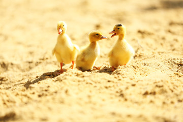 Little cute ducklings on sand, outdoors