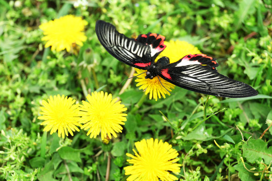 Fototapeta Beautiful butterfly sitting on dandelion flower, outdoors