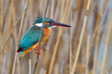kingfisher (alcedo atthis) in natural habitat