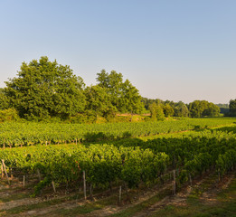 Fototapeta na wymiar Vineyard landscape-Vineyard south west of France, Bordeaux Viney