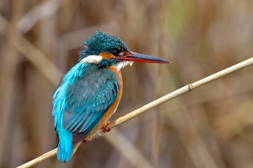 kingfisher (alcedo atthis) in natural habitat