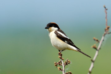 The woodchat shrike (Lanius senator)