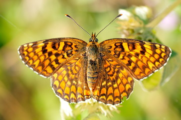 butterfly in natural habitat (melitaea aethera)