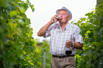 Senior winemaker in vineyard before harvest