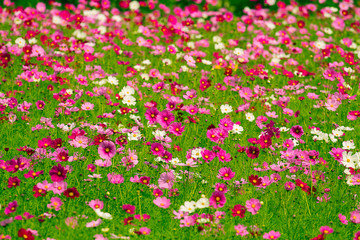 Cosmos flower fields