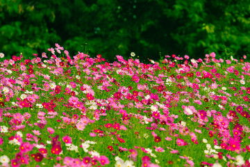 Obraz premium Cosmos flower fields