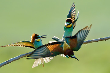 Fototapeta premium european bee-eater (Merops Apiaster) outdoor