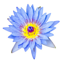 Obraz premium Close up light purple color blooming water lily or lotus flower