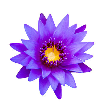 Fototapeta Close up light purple color blooming water lily or lotus flower